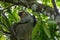 Two-toed sloth sitting on a thick tree branch surrounded by bright green leaves in a sunny forest