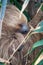 Two-toed sloth sleeping in a tree, vertical format