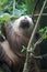 Two-toed Sloth slepping big plan on a tree