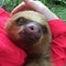 Two-Toed Sloth Smiles in Peru Rainforest choloepus hoffmanni