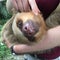 Two-Toed Sloth Smiles in Peru Rainforest choloepus hoffmanni