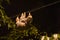 Two-Toed Sloths & x28;Megalonychidae& x29; at night in Costa Rica