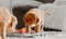 Two Toller Puppies In Bright Room