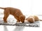Two Toller Puppies In Bright Room With Fluffy Toy