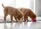 Two Toller Puppies Drink From Bowls At Home