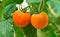 Two tomatoes ,Ready to harvest