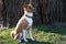 A two tone basenji sitting on a grass area looking aside in meppen emsland germany