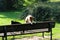 A two tone basenji on a wooden bench hiding his head in a natural landscape in meppen emsland