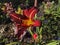 Two tone Daylily , Hemerocallis `Autumn Red`, flaming red with yellow heart