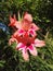 Two tone Daylily Hemerocallis pale pink and dark pink