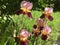 Two-tone flower garden iris in the light