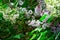 Two-tone hybrid lilac with white and purple flowers. Nature and its charm