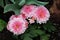 Two tone pink chrysanthemums