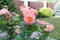 Two tone pink and orange blooming rose bushes on blur background of conifers and deciduous plants and a lawn.Selective focus.
