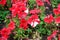 Two-tone red and white withered petunia in an autumn street flowerbed. City improvement. Decoration of squares and public areas