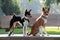 A two-tone and a tri color basenji dog sitting and standing on a wooden bank