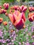 Two-toned magenta and yellow tulips on the flowerbed
