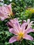 Two-toned purple flowers with white gazebo in background