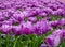 Two toned purple tulips blooming