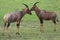 Two topi stand in the grasslands of the Masai Mara in Kenya