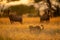 Two topi watch leopard walking through grass