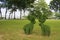 Two topiary deer in the park