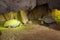 Two tortoises walking near a rock-wall in terrarium