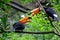Two toucans in the jungle