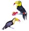 Two Toucans (Ramphastos toco).Watercolor illustration.