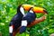 Two Toucans standing on trunk in the zoo
