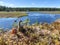 Two toy dinosaurs at riverside with wetlands