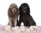 Two toy poodle dogs brown and black sitting on pink fur with flowers together isolated against a white background