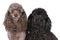 Two toy poodle dogs brown and black sitting together isolated against a white background