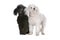 Two toy poodle puppies