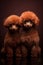 Two Toy Poodles isolated on dark brown background. A cute poodle puppy. Vertical orientation