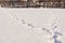 Two tracks in the snow joined together further, in the distance an old and dilapidated fence, selective focus