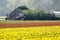 Two tractors, farm buildings and tulips