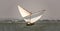 Two traditional wooden boats sailing in a regatta, in Albufera Valencia