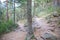Two trails to choose in pine tree forest