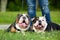 Two Trained English Bulldogs Laying in Grass Outside