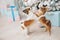 Two trained little chihuahua pets dogs hugging standing on hind legs near christmas tree with xmas gifts boxes