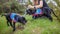 Two trainee Labradore puppies playing before a training session