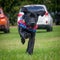 Two trainee Labradore puppies playing before a training session