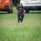 Two trainee Labradore puppies playing before a training session