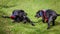 Two trainee Labradore puppies playing before a training session