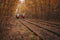 Two trams and tram rails among the autumn forest.