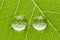 Two transparent drops on green leaf