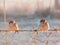 Two tree sparrows perched on a barbed wire