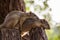 Two Tree Squirrel brothers resting together