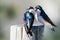 Two Tree Swallows Arguing While Perched on an Old Weathered Wooden Fence Post